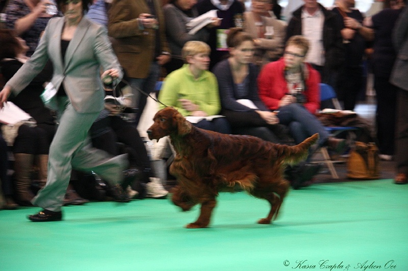 Crufts2011 721.jpg